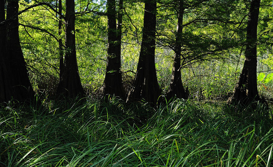 Murray Lake Cypress Trees Photograph by Iris Greenwell