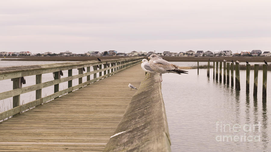 Murrells Inlet Pier with Seagulls Photograph by MM Anderson