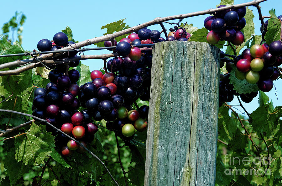 Muscadine Grapes Photograph by Paul Mashburn