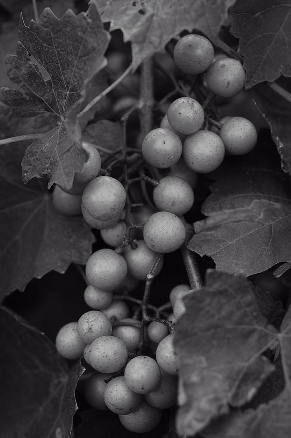 Grape Photograph - Muscadine Grapes in Black and White by Matt Plyler