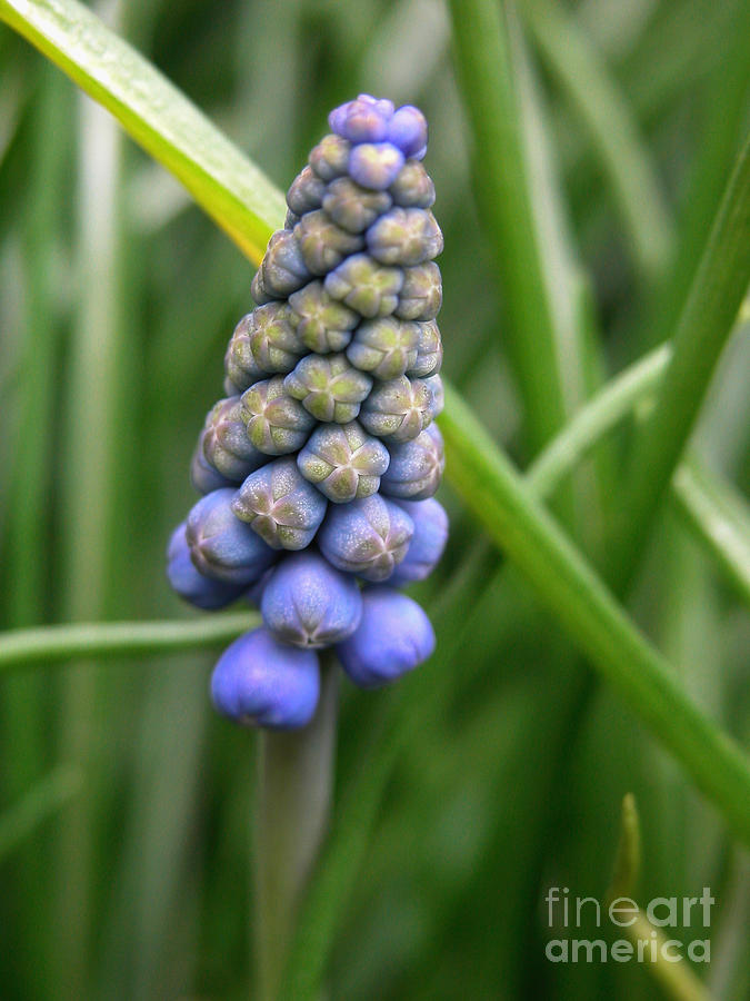 Lily Photograph - Muscari Drops by Michelle Hastings