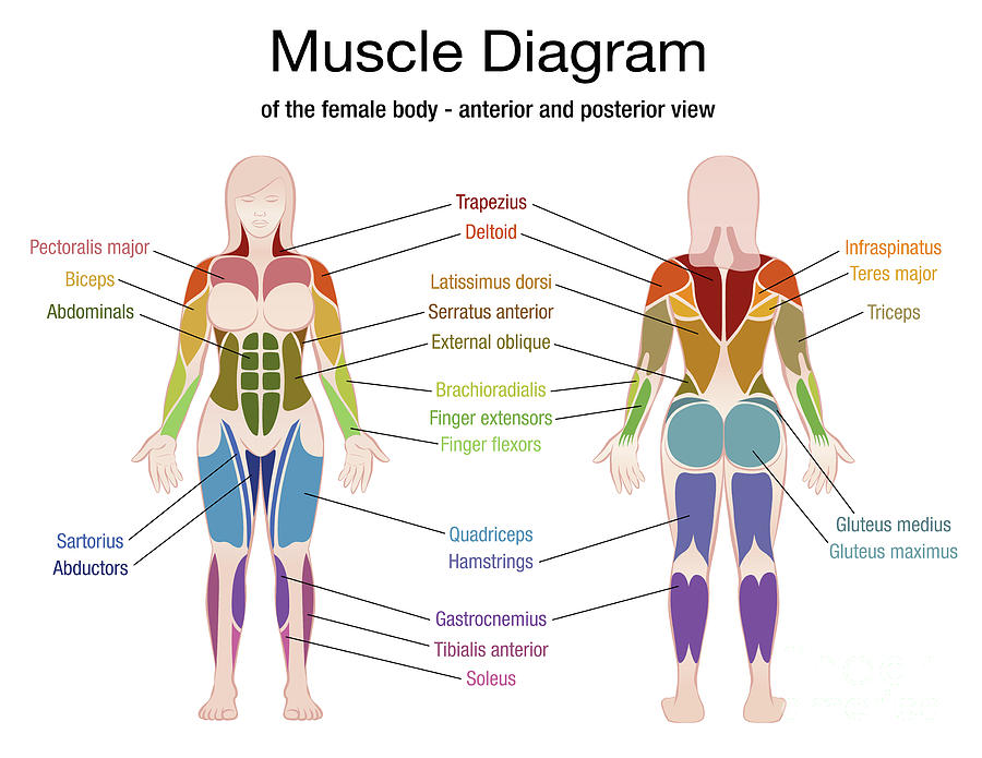 Female Muscular System Full Anatomical Body Diagram With Muscle Scheme