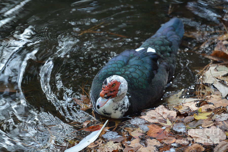Muscovy 16-03 Photograph by Maria Urso