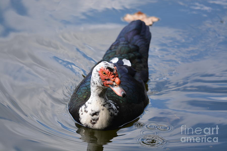 Muscovy 16-07 Photograph by Maria Urso