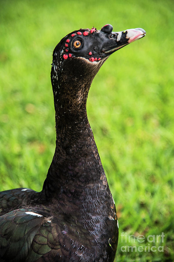 Muscovy Duck-0271 Photograph by Steve Somerville