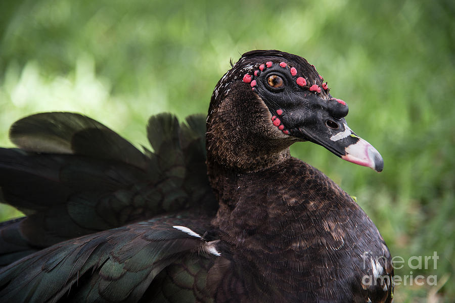 Muscovy Duck-0314 Photograph by Steve Somerville