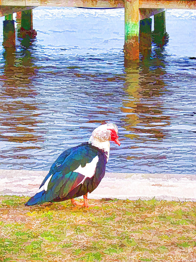 Muscovy duck 1 Painting by Jeelan Clark