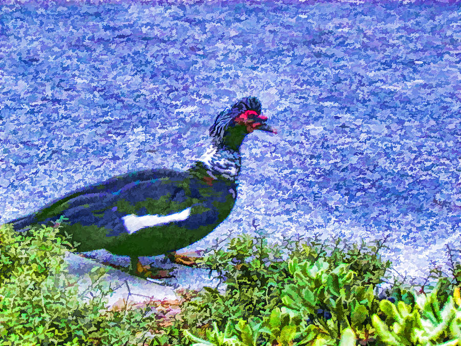 Muscovy duck 2 Painting by Jeelan Clark