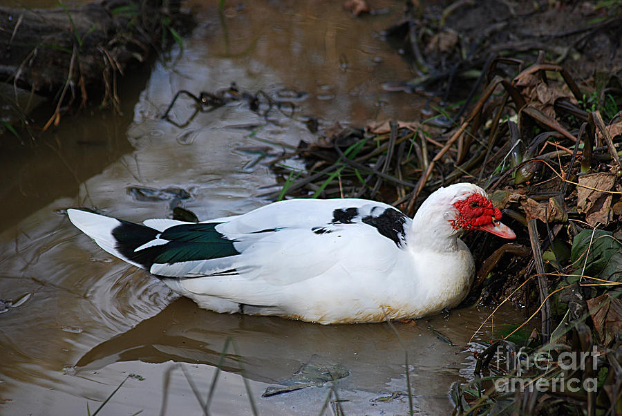 Muscovy Duck 20131027_82 #1 Photograph by Tina Hopkins
