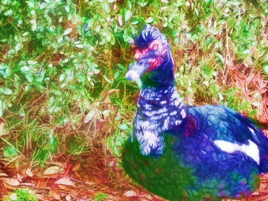 Muscovy duck 3 Painting by Jeelan Clark