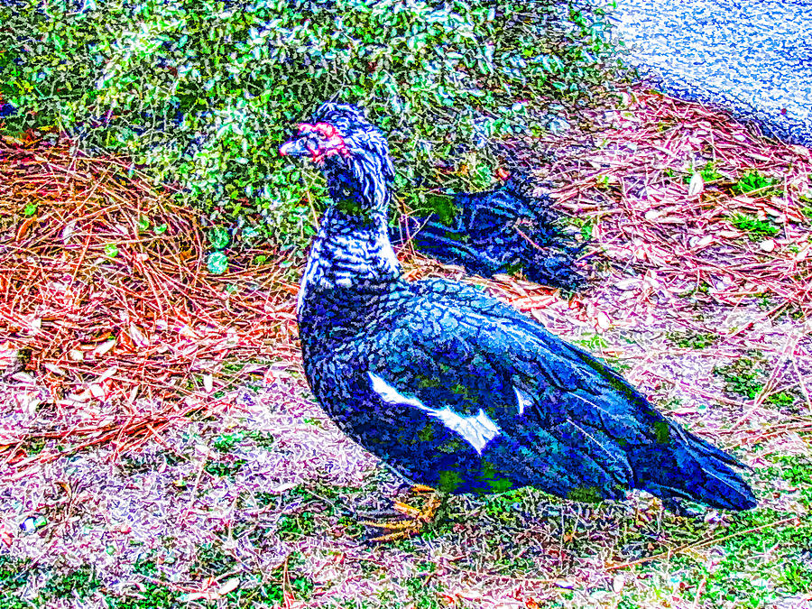 Muscovy duck 4 Painting by Jeelan Clark
