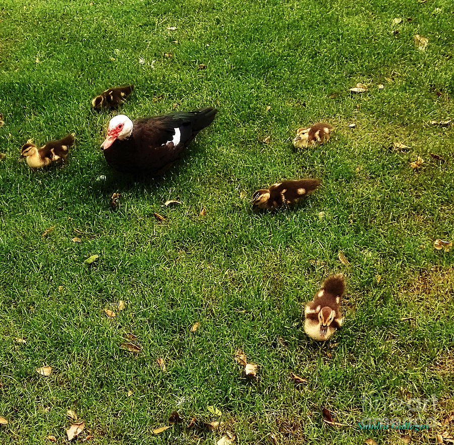 Muscovy Duck And Babies Photograph by Sandra Gallegos