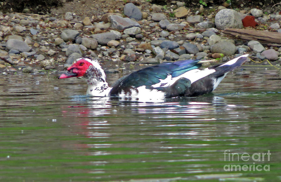 Muscovy Duck Photograph by Cindy Murphy - NightVisions