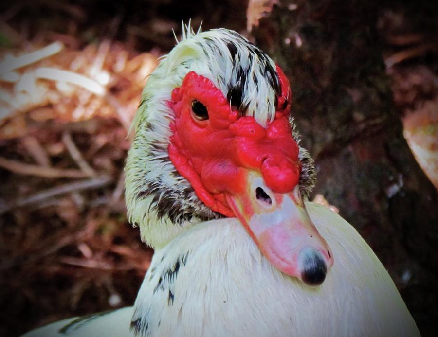 Muscovy Duck  Photograph by Cynthia Guinn
