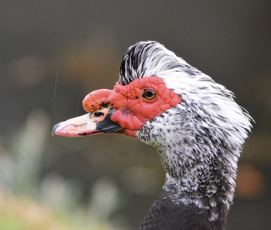 Muscovy Duck Doing His Do Photograph by Richard Bryce and Family