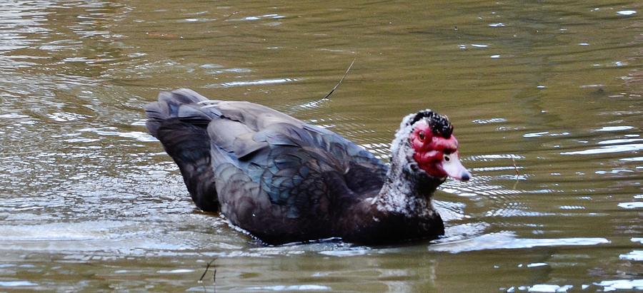 Muscovy Duck Photograph by Eileen Brymer