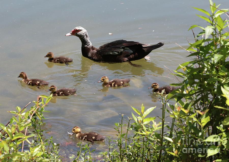 Muscovy Duck Family Photograph by Carol Groenen