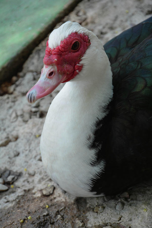 Muscovy duck Photograph by Gabby Diaz - Fine Art America