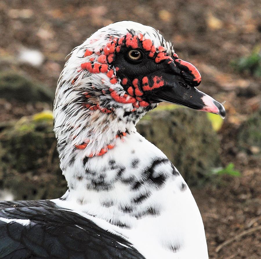 Muscovy Duck Photograph by Heidi Fickinger