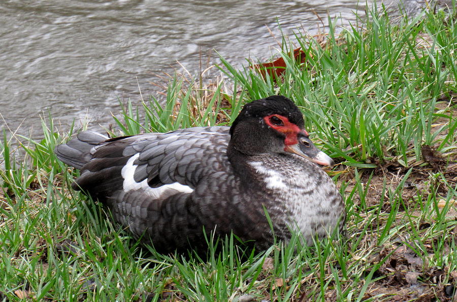 Muscovy Duck Photograph by Joshua Bales