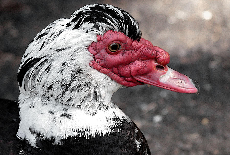 Muscovy Duck near the Inn at Otter Crest Photograph by Margaret Hood