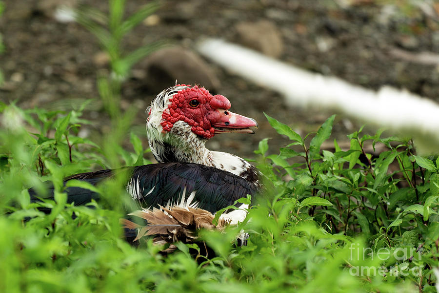Muscovy duck portrait Photograph by Sam Rino