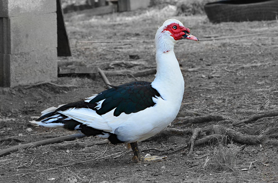 Muscovy Duck Profile Photograph by Ally White