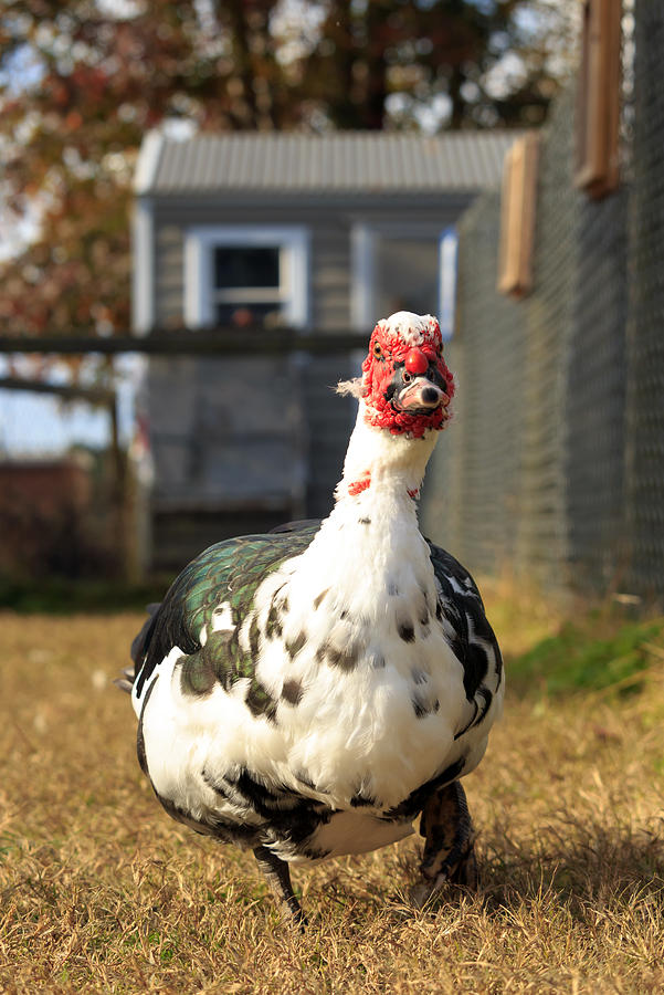 Muscovy Duck Photograph by Travis Rogers