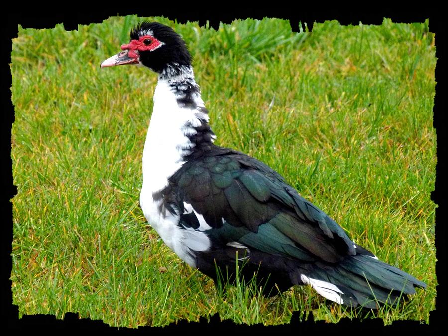 Muscovy Duck Photograph by Will Borden
