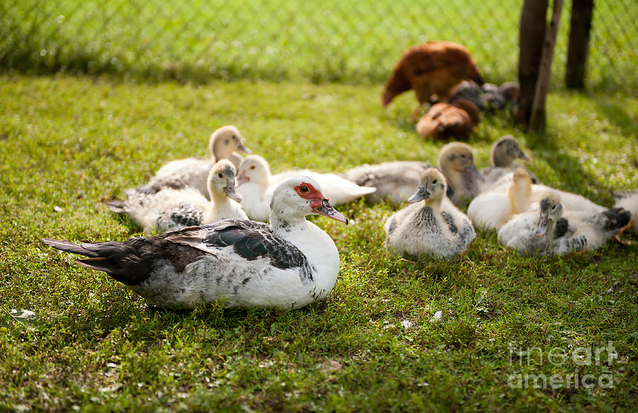 Muscovy Duck young birds Photograph by Arletta Cwalina