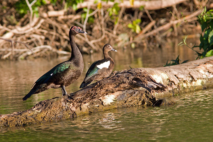 Muscovy Ducks At Lake Salvador Photograph