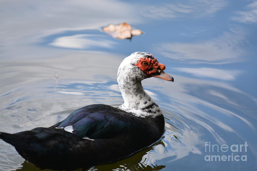 Muscovy Magic 2 Photograph by Maria Urso