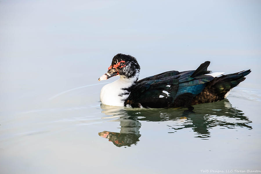 Muscovy on Ice Photograph by Teresa Blanton