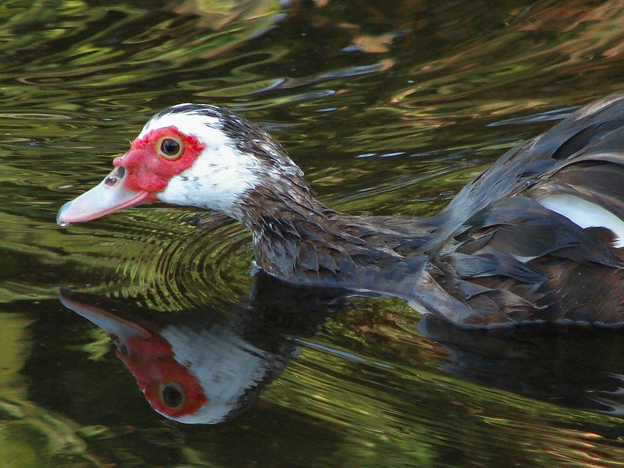 Muscovy Reflection Photograph by Carl Moore