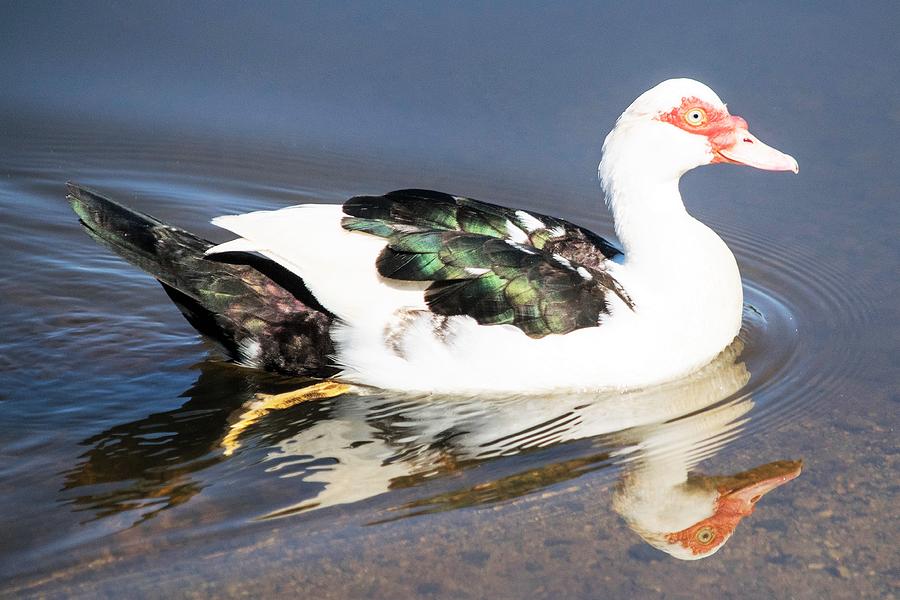 Muscovy Reflection Photograph by Mary Ann Artz