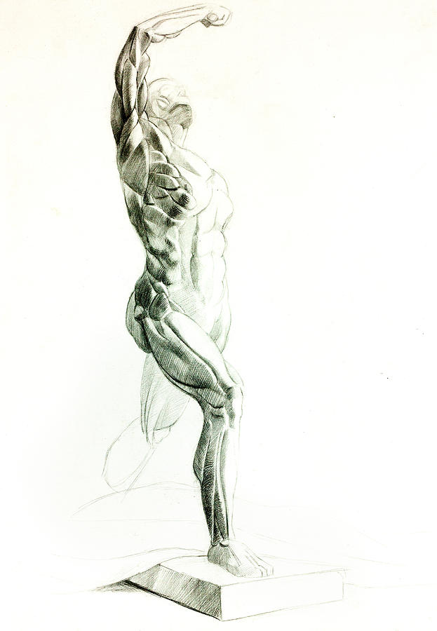 Muscular Man By Ivailo Nikolov Drawing