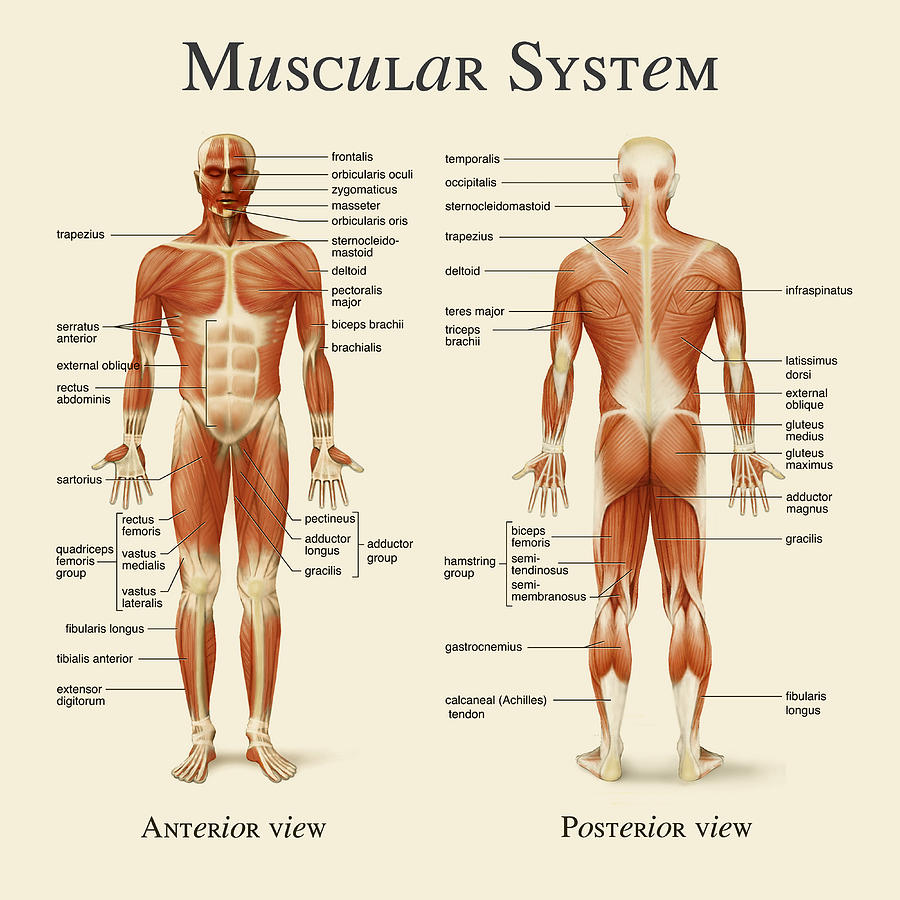 Muscular System Photograph by Gina Dsgn