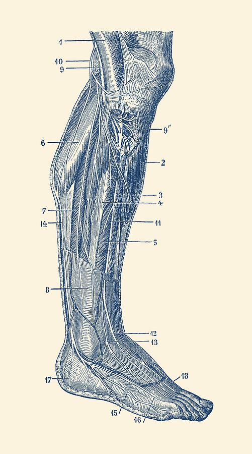 Muscular System Right Leg Vintage Anatomy Print Drawing By Vintage