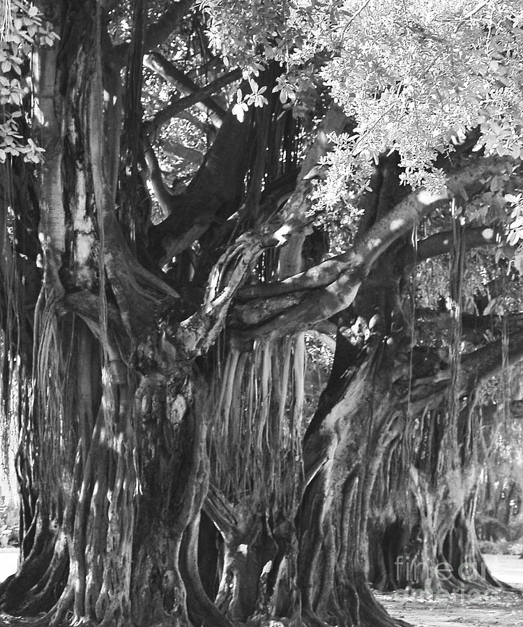 Museum Bayan Tree Photograph by Robert Suggs