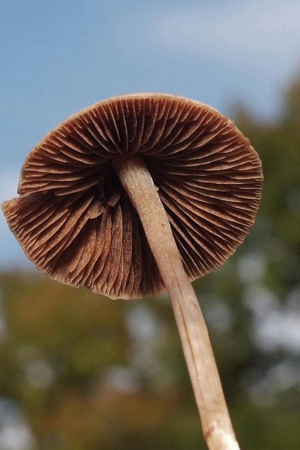 Mushroom Photograph - Mush Umbrella by Michael Smith