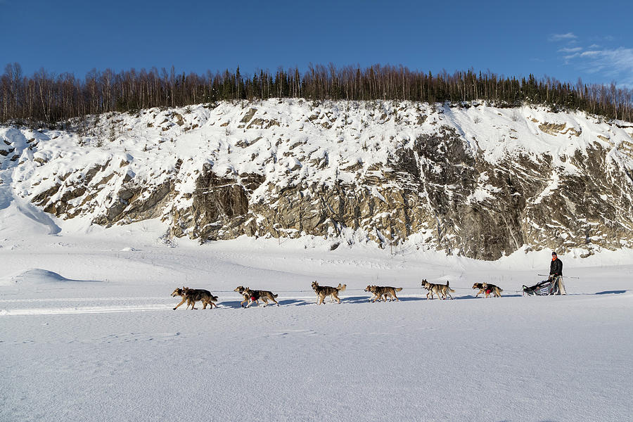 Musher and Dog Team Photograph by Scott Slone