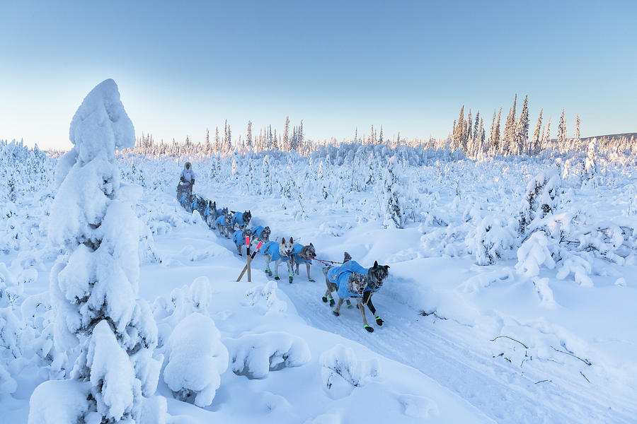 Mushing in Alaskas Frozen Frontier Photograph by Scott Slone