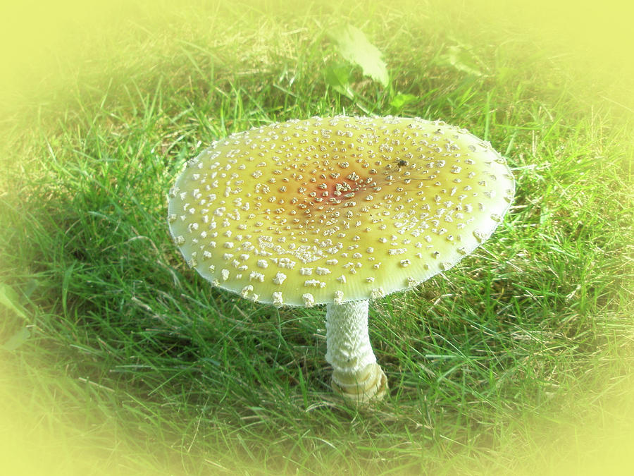 Mushroom - Amanita muscaria guessowii  Photograph by Carol Senske