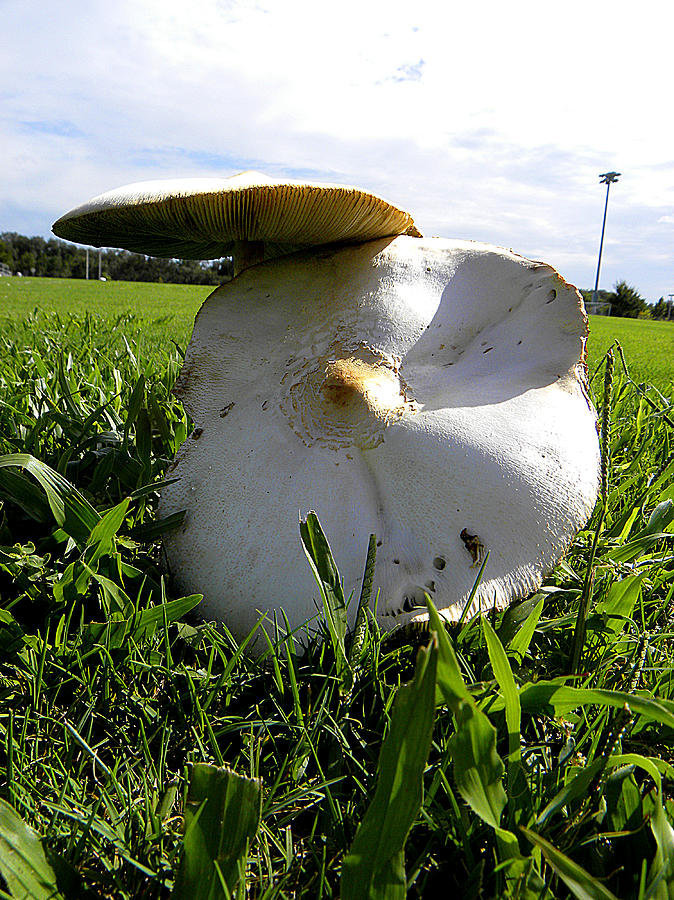Mushroom 000 Photograph by Christopher Mercer