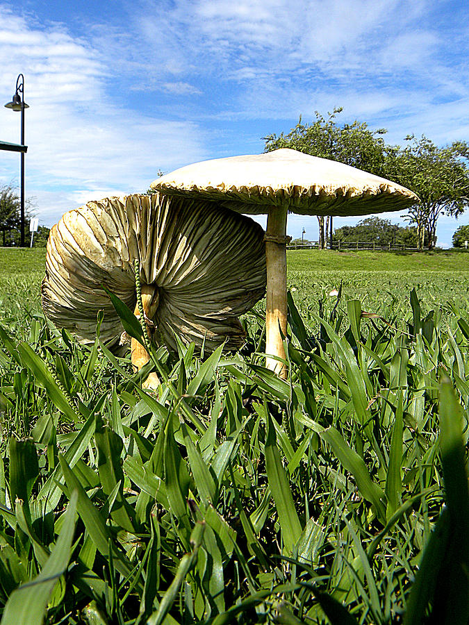 Mushroom 001 Photograph by Christopher Mercer