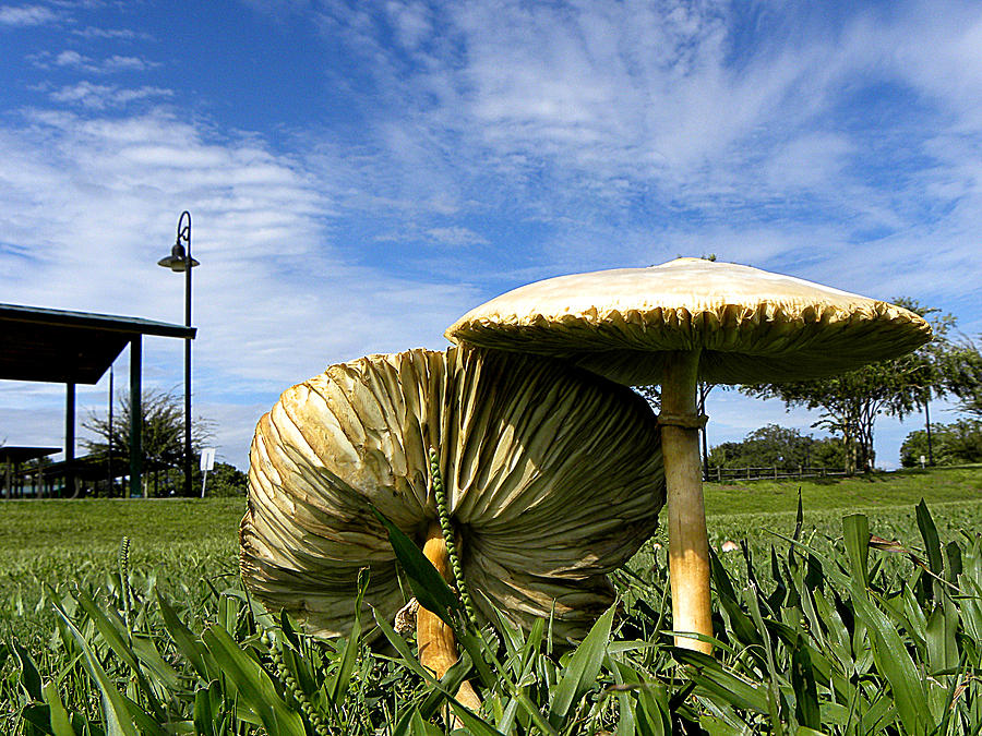Mushroom 002  Photograph by Christopher Mercer