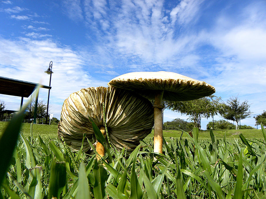 Mushroom 003 Photograph by Christopher Mercer