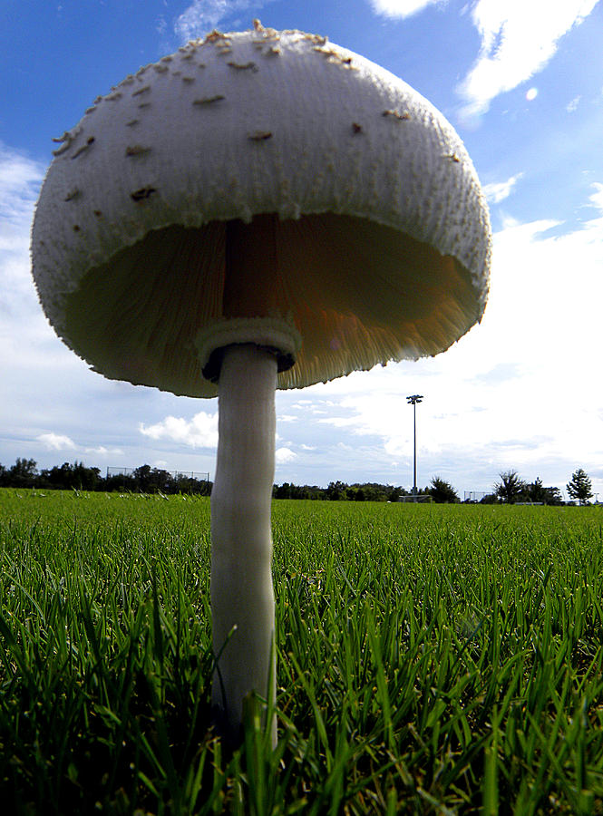 Mushroom 005 Photograph by Christopher Mercer