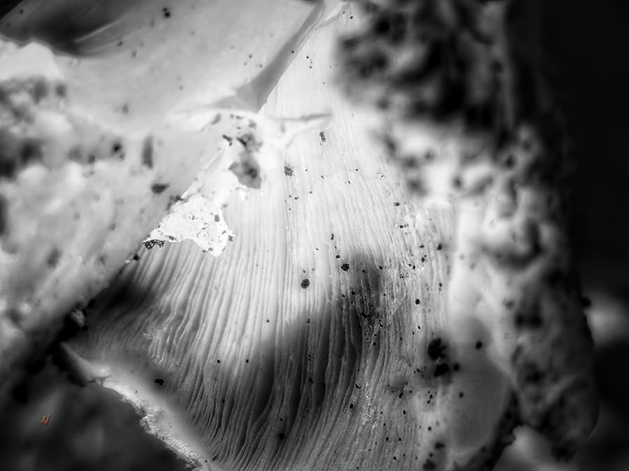 Mushroom 1 Photograph by Adam Vance