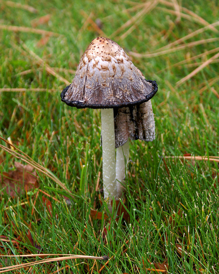 Mushroom #1 Photograph by Ben Upham III